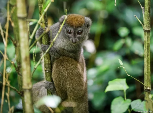 Andasibe-Mantadia National Park 02