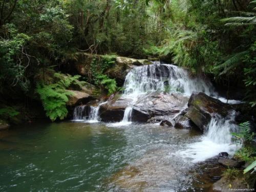 Andasibe-Mantadia National Park 04