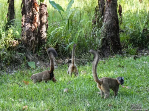 Andasibe-Mantadia National Park 05