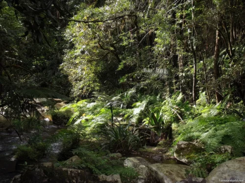 Andasibe-Mantadia National Park 10