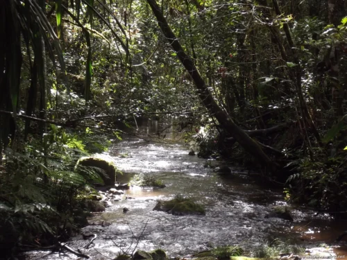 Andasibe-Mantadia National Park 11