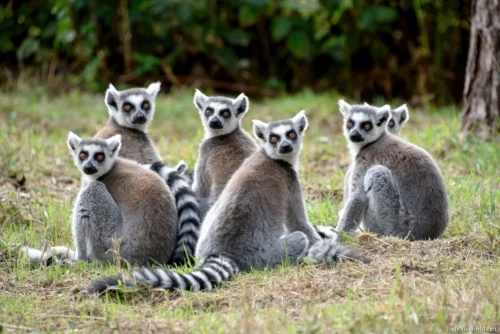 Andasibe-Mantadia National Park 13