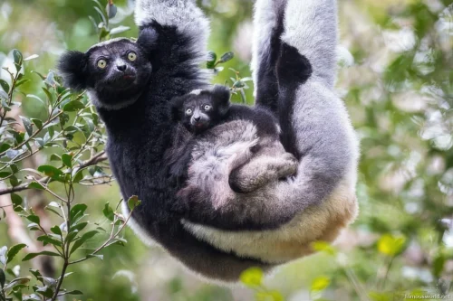 Andasibe-Mantadia National Park 14