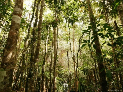 Andasibe-Mantadia National Park 15