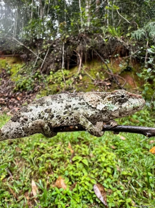 Andasibe-Mantadia National Park 19