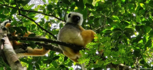 Andasibe-Mantadia National Park 20