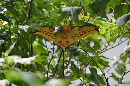 Andasibe-Mantadia National Park 21