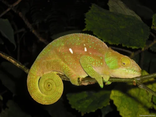 Andasibe-Mantadia National Park 22