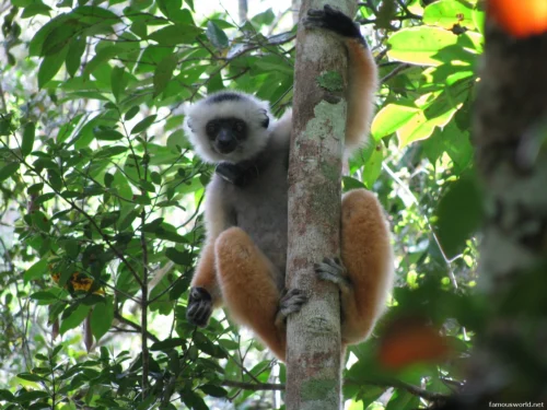Andasibe-Mantadia National Park 23