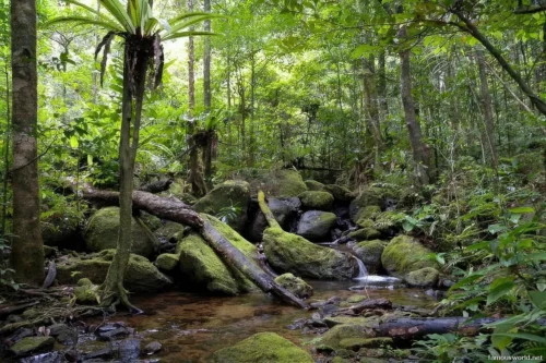 Andasibe-Mantadia National Park 25