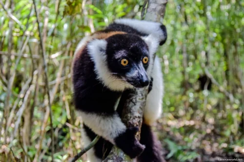 Andasibe-Mantadia National Park 29