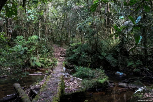Andasibe-Mantadia National Park 31