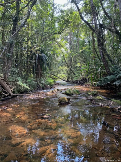 Andasibe-Mantadia National Park 32