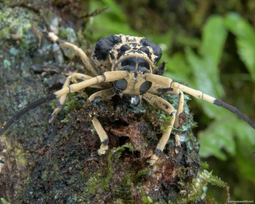 Andasibe-Mantadia National Park 33