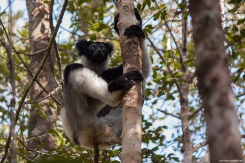 Andasibe-Mantadia National Park 34