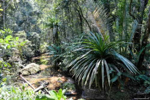 Andasibe-Mantadia National Park 37