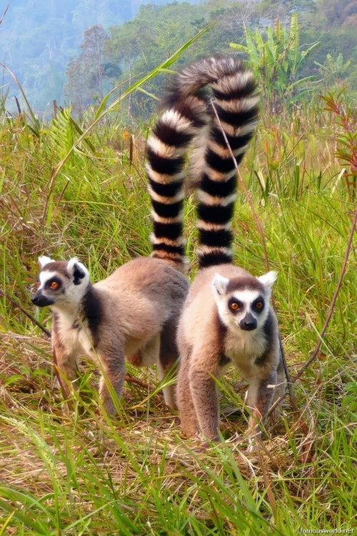 Andasibe-Mantadia National Park 39