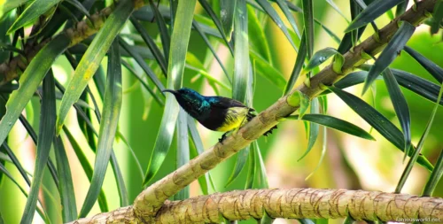 Andasibe-Mantadia National Park 40