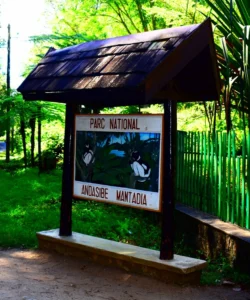 Andasibe-Mantadia National Park 41