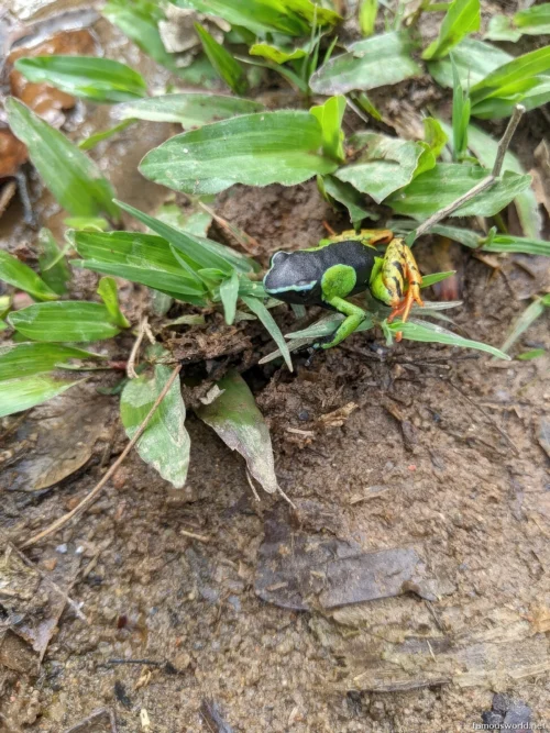 Andasibe-Mantadia National Park 42