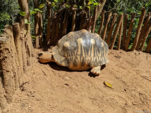 Andasibe-Mantadia National Park 44
