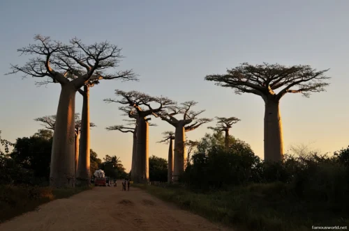 Avenue of the Baobabs 01