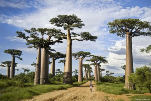 Avenue of the Baobabs 02
