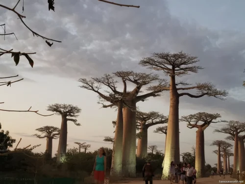 Avenue of the Baobabs 03