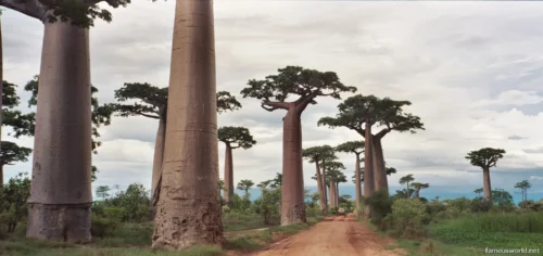 Avenue of the Baobabs 04