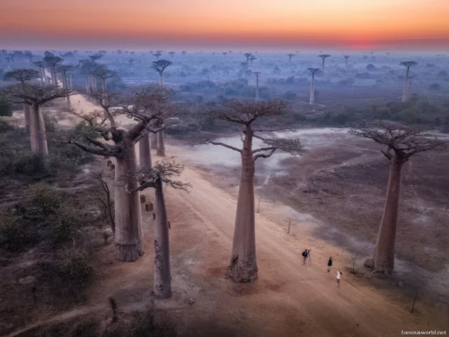 Avenue of the Baobabs 05