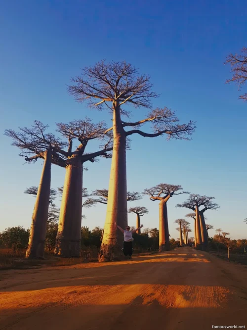 Avenue of the Baobabs 06