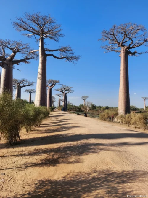 Avenue of the Baobabs 07