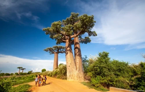 Avenue of the Baobabs 08