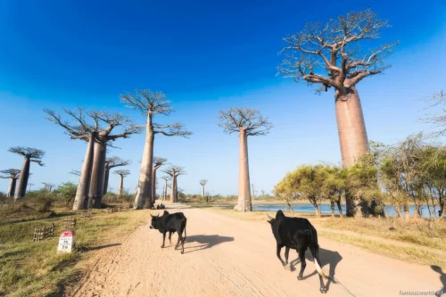 Avenue of the Baobabs 09