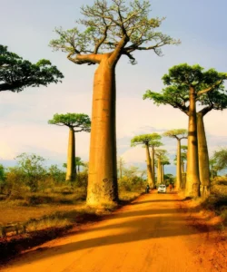 Avenue of the Baobabs