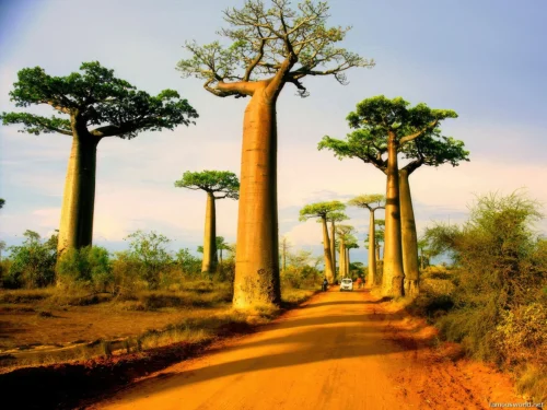 Avenue of the Baobabs 11