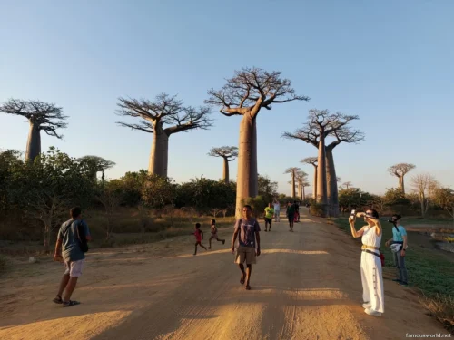 Avenue of the Baobabs 12