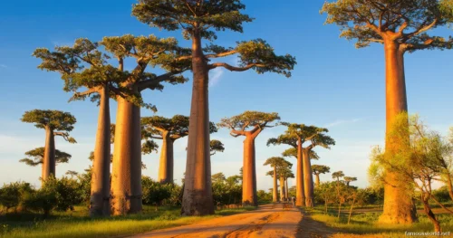Avenue of the Baobabs 14