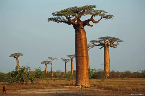 Avenue of the Baobabs 15