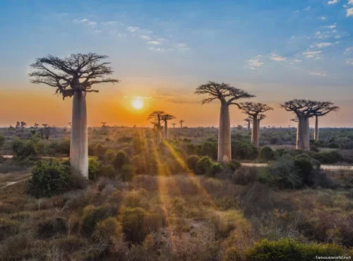 Avenue of the Baobabs 16