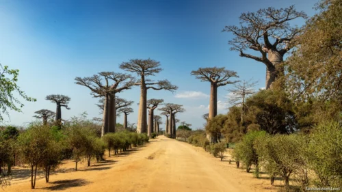 Avenue of the Baobabs 17