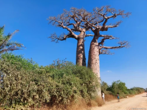 Avenue of the Baobabs 18