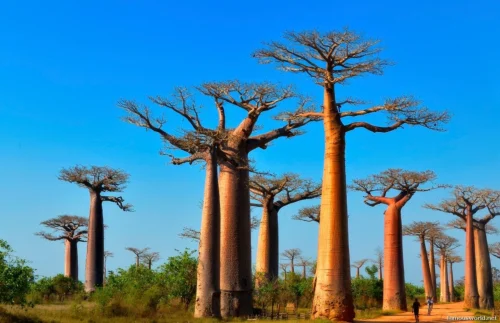 Avenue of the Baobabs 19