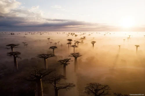 Avenue of the Baobabs 20