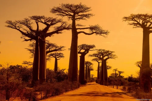Avenue of the Baobabs 21