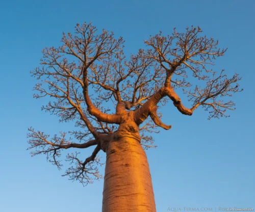Avenue of the Baobabs 22