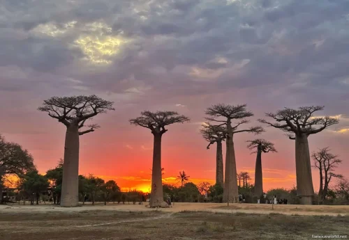 Avenue of the Baobabs 23