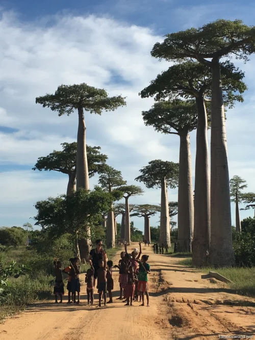 Avenue of the Baobabs 24