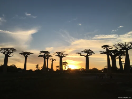 Avenue of the Baobabs 25