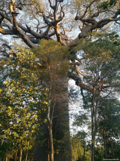Avenue of the Baobabs 26